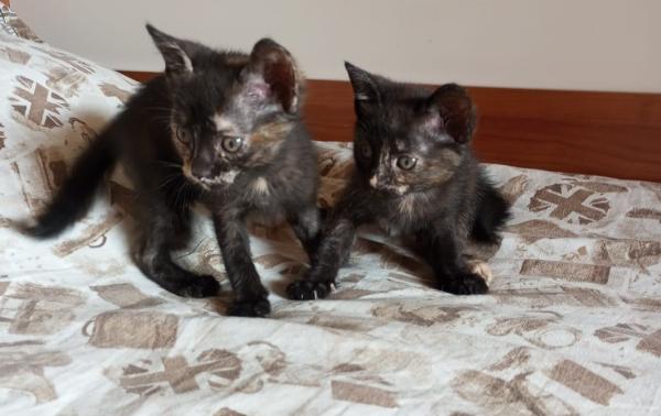 tre squamine tre meraviglie! Foto 2
